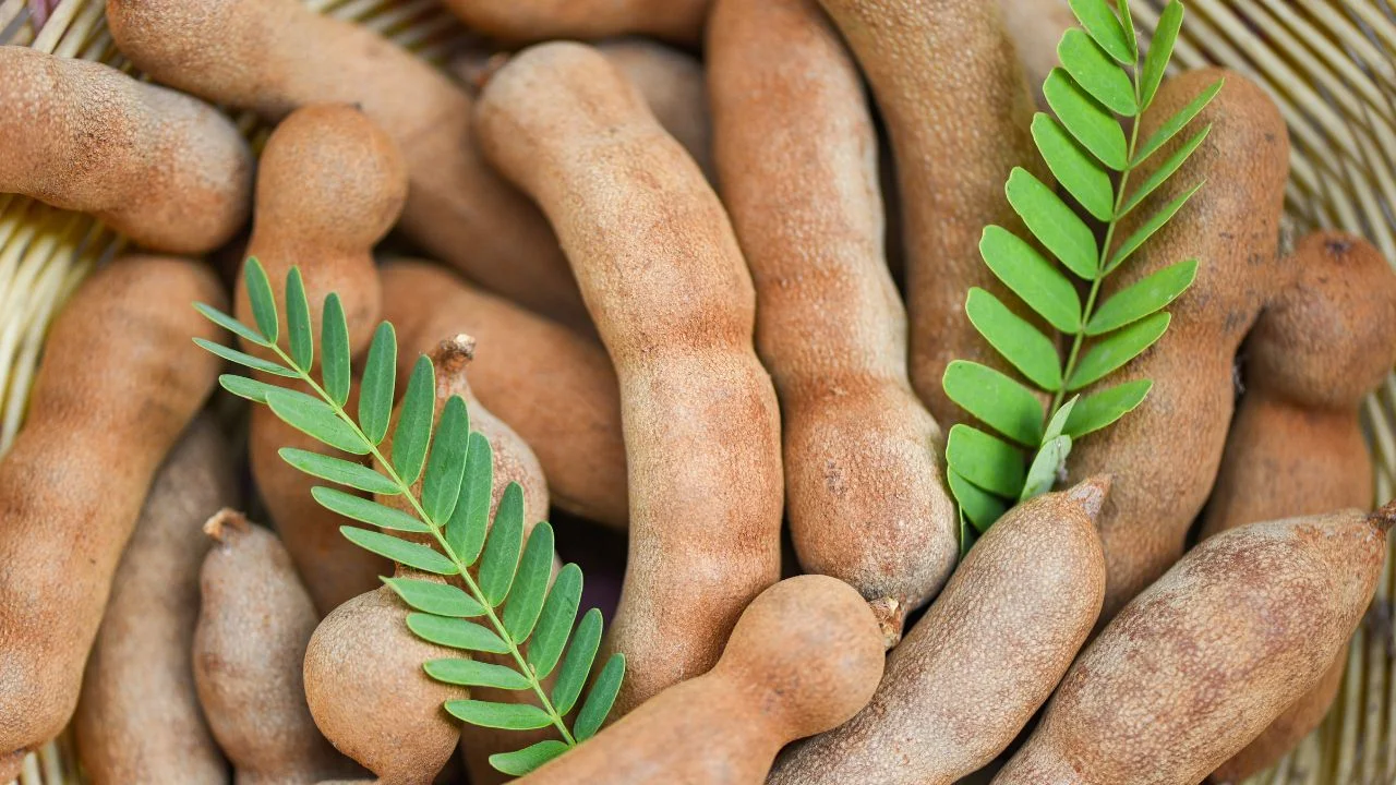 tamarind supplier thailand